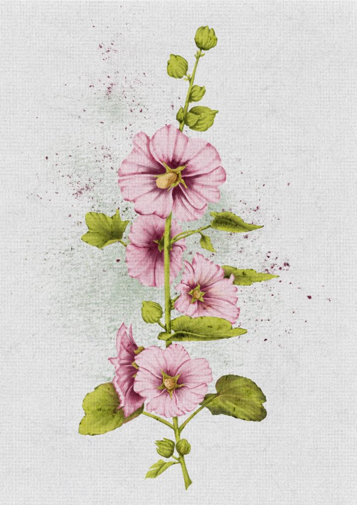 Hollyhocks